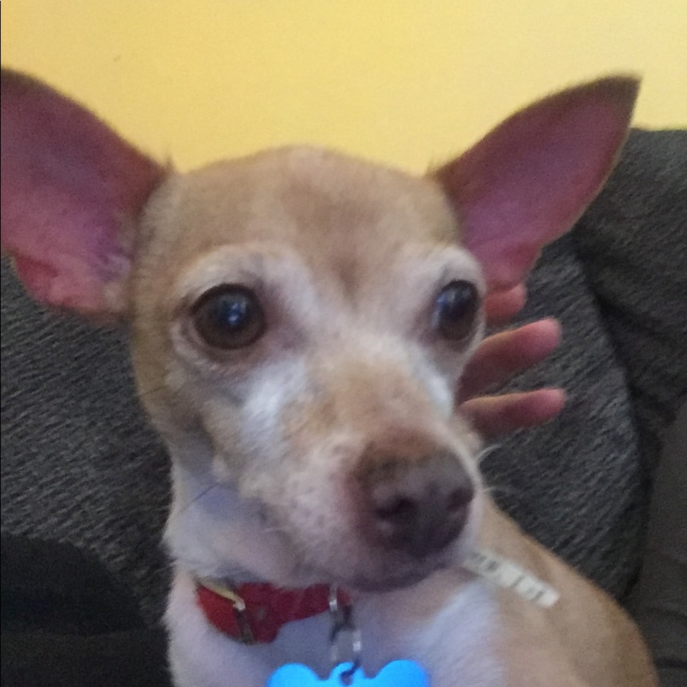 Meet your Posher, Ceci